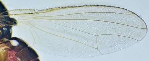 Réf. 321 458 : Chamaepsila nigricornis